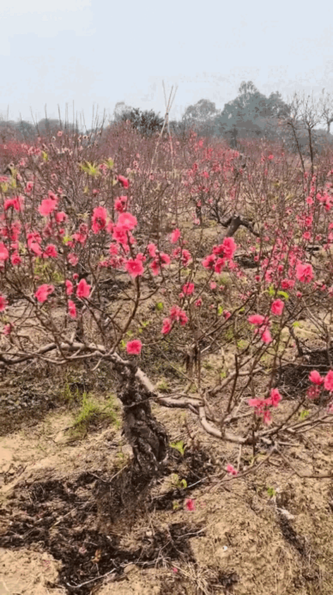 Tết không chưng 5 hoa này cứ thấy thiếu thiếu: Đẹp gì mà đẹp hết phần loài khác, không phải rượu mà lại thấy say- Ảnh 2.