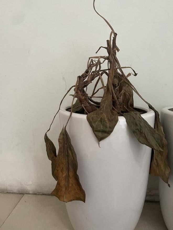 Ngàn vạn lần khuyên bạn: Phải vứt 8 thứ này trước Tết để "tẩy uế" nhà cửa, quét sạch vận xui- Ảnh 5.