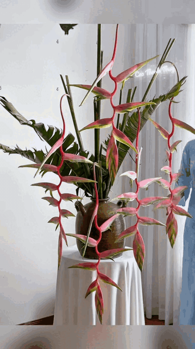 Chấn động loài hoa Tết đẹp từ nụ đến búp, chơi bền cả tháng, nhiều người đang đổ xô săn tìm- Ảnh 2.