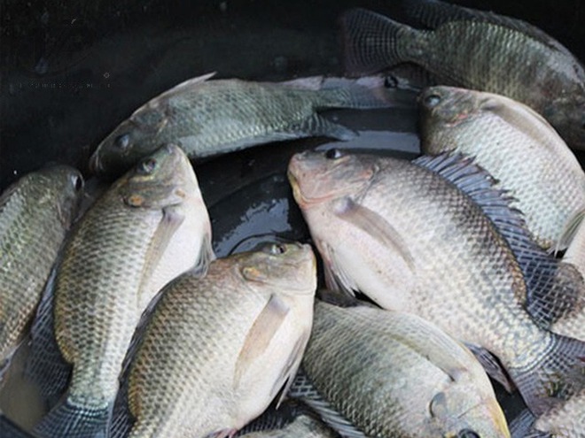 7 loại cá tích tụ thủy ngân nhiều bậc nhất- Ảnh 3.