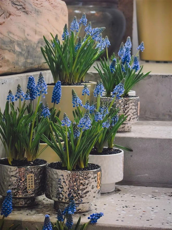 Tết 2026, chị em rủ nhau chơi loài hoa tí hon: Nhẹ tiền, dễ chăm, chưng trong nhà sang hẳn- Ảnh 5.