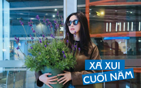 Loài hoa đáng trồng nhất ban công dịp cuối năm: Vừa thơm phòng, ngủ ngon lại âm thầm hút vận may, xả xui cực tốt