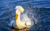 Chú vịt có mái tóc xoăn gây sốt: Sang chảnh như vừa bước ra từ tiệm salon!