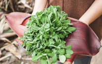 Từng bị coi là cỏ dại, 5 loại rau này được săn lùng như "đặc sản thiên nhiên": Ăn đúng rất tốt cho sức khỏe