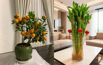 5 loại cây hút sạch độc tố, mời gọi tài lộc: Chưng trong nhà cực tốt