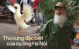 Ngày đẹp trời đi dạo phố cùng ông lão 61 tuổi và "thú cưng" nổi tiếng nhất Hà Nội