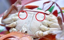 Ghẹ đỏ - ghẹ xanh khác gì nhau? Đi chợ phải nhớ 3 mẹo này để chọn hàng chất lượng