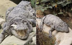 "Nằm im cũng dính đạn": Cá sấu Thảo Cầm Viên được rửa oan và lại gây bão mạng