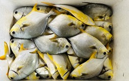 4 loại cá được mệnh danh là "tứ quý ngư”: Bổ dưỡng ngang nhân sâm, không ăn tiếc cả đời