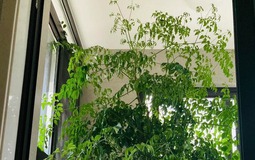 4 cây càng trồng càng rước họa, nhiều nhà vô tình phạm mà không biết