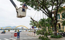 Dịch vụ cắt tỉa cây xanh Đà Nẵng VerdantDN - Khi chặt cây được bảo hiểm và bồi thường