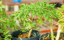 Loài cây này quý như vàng ròng: Lá là nhân sâm, càng trồng lâu càng thịnh vượng