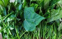 Loại rau "ngọt như mì chính", bổ ngang nhân sâm tổ yến, tốt cho người ốm