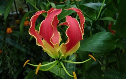 Nhà đang yên ấm thì đừng trồng 4 cây này kẻo tiền bạc đội nón ra đi