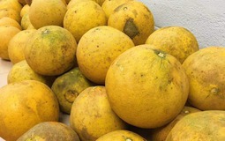 Mua bưởi, cứ học thuộc mẹo này là biết ngay bưởi ngon hay bưởi dở