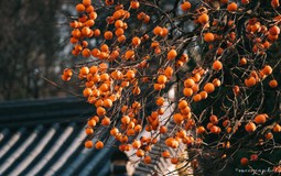 Không phải mê tín: Trồng đúng loài cây mà nhà giàu thích mê, vừa may mắn tài lộc, vừa tốt sức khỏe cả nhà