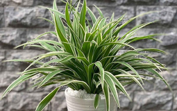 NASA gọi tên 10 cây tốt nhất để trồng trong nhà