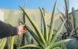 6 cây NASA khuyên trồng trong phòng khách