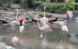 Thảo Cầm Viên đón tin vui "chấn động" sau 20 năm