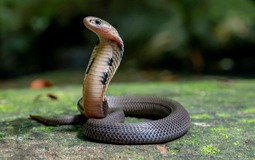 5 loài vật vào nhà báo điềm xui, thầy phong thủy khuyên chớ coi thường