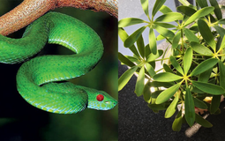 6 cây khiến rắn sợ đến mức tránh xa