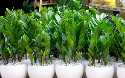 3 niềm vui, 4 nỗi sợ của cây kim tiền