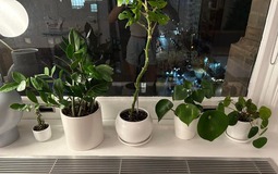 5 vị trí KHÔNG NÊN trồng cây trong nhà kẻo xui xẻo tìm đến, rước họa vào thân