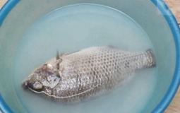 Sai lầm khi rửa cá khiến cá tanh ngắt, bở nát, nấu kiểu gì cũng mất vị