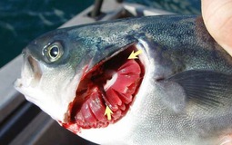 7 dấu hiệu cho thấy cá nhiễm ký sinh trùng, tuyệt đối không mua