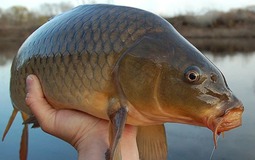 5 loại cá nội địa Việt ngon bổ ngang hàng cá ngoại, quan trọng là giá rẻ bằng 1/2