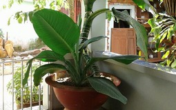 Loài cây nghe tên đã biết có lộc, trồng 1 chậu quý như sở hữu 5 két vàng