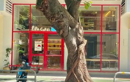 ĐỪNG trồng 4 cây này trước cửa: Thần Tài ghét bỏ, chủ nhà dễ lao đao