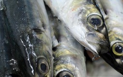 Loại cá nhìn xấu mã nhưng tốt ngang nhân sâm, cao thủ ẩm thực gặp là mua liền