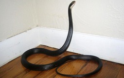 6 loài vật báo điềm xui, đi tới đâu đen tới đó: Gia chủ cần cẩn thận