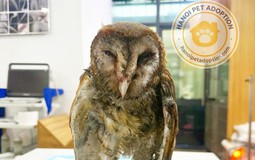 Chú chim cú lợn bị dính keo chuột và đánh đuổi ra bãi rác ở Tây Mỗ, Hà Nội: Tình trạng sau khi cấp cứu