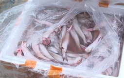 7 tấn cá khoai chứa formol bị thu giữ: Thực phẩm chứa chất cấm len lỏi vào bữa ăn người Việt như thế nào?