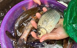 Chợ Việt có loại cá nhỏ, chỉ 30.000 đồng/kg nhưng được thầy thuốc xưa gọi là "đại bổ": Người biết ăn coi như báu vật