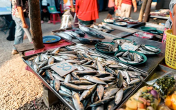 5 loại cá tự nhiên, không thể nuôi nhân tạo, thịt ngọt lại bổ như sâm