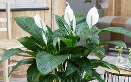 5 loại cây hút formaldehyde mạnh nhất, NASA khuyên trồng