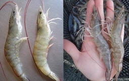 Mua tôm, cứ học thuộc mẹo này là biết tôm tươi hay tôm bơm hóa chất