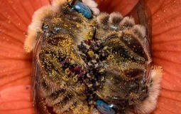 Thực phẩm duy nhất trên thế giới KHÔNG có ngày HẾT HẠN