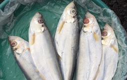 Loại cá được mệnh danh là "tứ quý ngư”, đứng đầu danh sách cá quý mà dân sành ăn săn lùng