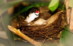 Loài chim “hút tài lộc”: Xuất hiện dày đặc ở Việt Nam vì lý do không ngờ