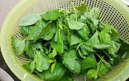 Loại rau dại xưa cho lợn ăn, nay thành đặc sản: Bổ như thuốc quý, có tiền chưa chắc mua được