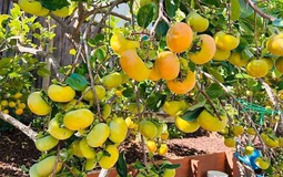 Người xưa dặn: "Phía Đông trồng lựu hốt vàng, phía Tây trồng hồng hốt bạc" - Sự thật là gì?