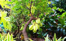 Trong sân mà có 3 cây này thì giữ cho kỹ, chặt đi là mất lộc ngay