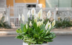 3 loại cây cát lành dễ trồng, đặt góc nào cũng tốt cho sức khỏe