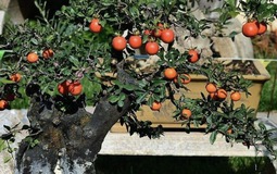 Phát ghen với nhà nào trồng 4 cây này: Hoa thơm quả đẹp, ví như "vàng ròng trời ban"