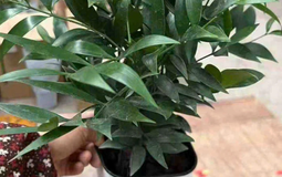 Không phải kim tiền, đây mới là 4 loại cây mà người giàu thích đặt ngay trong phòng khách: Vừa đẹp sang, vừa may mắn