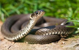 5 cây dụ rắn vào nhà, ai đang trồng thì CẢNH GIÁC